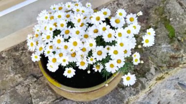 Papatya saksısına yakınlaş.