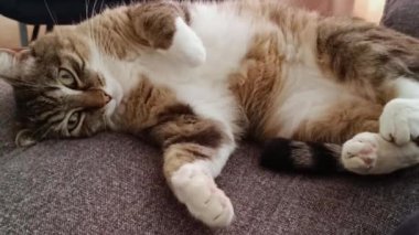 Tekir kedi, kanepeye yakın çekim.