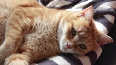 Kırmızı ve beyaz tekir kedi kameraya bakıyor, yakın plan..