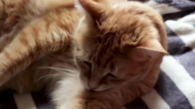 Kızıl kedi kendini tımar ediyor, yakın plan.