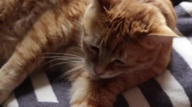 Kızıl kedi kendini tımar ediyor, yakın plan.