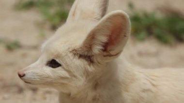Fennec, yakın plan, kumlara uzanmış.