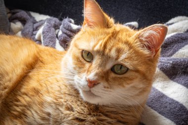 Kırmızı kedi uzanıyor, yakın plan.