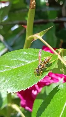 Eşek arısı, yakın plan, yaprağın üzerinde.