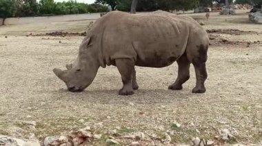 La Barben, Bouches-du-Rhne, Fransa - 052024: gergedan, yakın plan, hayvan parkı