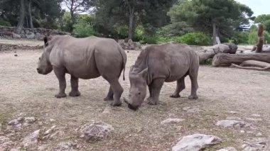 La Barben, Bouches-du-Rhne, Fransa - 052024: gergedan, yakın plan, hayvan parkı