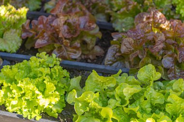 Birkaç salata, yakın plan, sebze bahçesinde.
