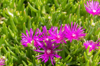 Sürünen sulu bitki, Cadı Pençesi, yakın plan.