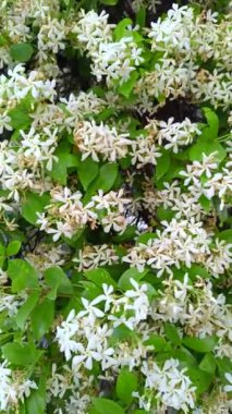 Yasemin, yakın çekim, rüzgarla karıştırılmış.