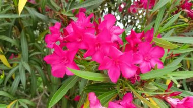 Zakkum çiçekleri, yakın plan, bir parkta.