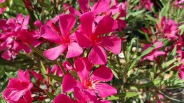 Zakkum çiçekleri, yakın plan, bir parkta.