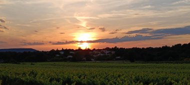 Provence 'de asma tarlasında gün batımı