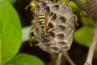 Avrupa kağıt eşekarılarının yuva inşası (Polistes dominula)