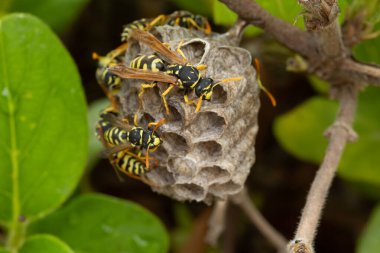 nest building of European paper wasps (Polistes dominula) clipart