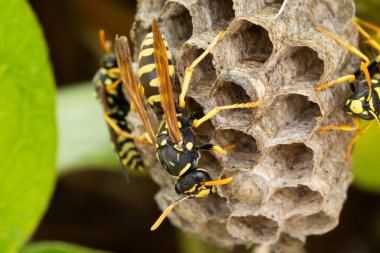 Avrupa kağıt eşekarılarının yuva inşası (Polistes dominula)