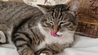 Kedi bir yatakta yatıyor, yakın plan.