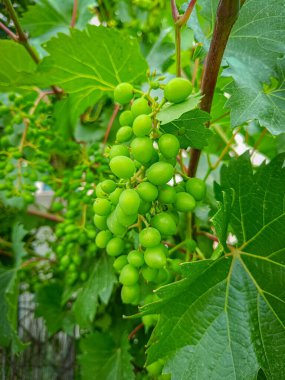 İlkbaharda yetişen üzümler