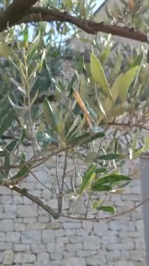 bir zeytin ağacı görmek