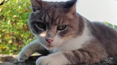 Gri ve beyaz kedi Yaklaş