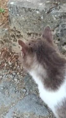 Bir tekir kedi yakın çekim