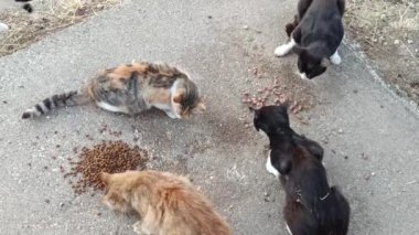 Park yerinde sokak kedilerini besliyor.