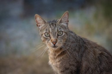Bir tekir kedinin portresi, yakın plan.