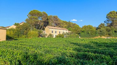 Yaz mevsiminde Provence 'de üzüm bağları ve ev