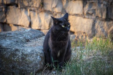 Siyah kedi taş duvarda oturuyor. Yaklaş.