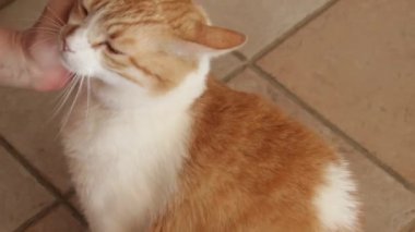 Kedi evcilleştiriliyor.