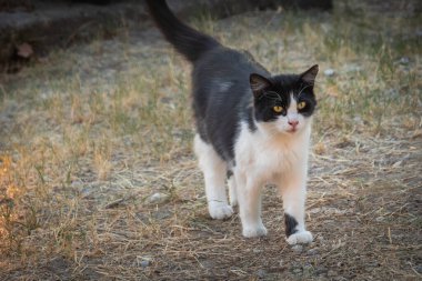 Siyah beyaz kedi parkta yürüyor.