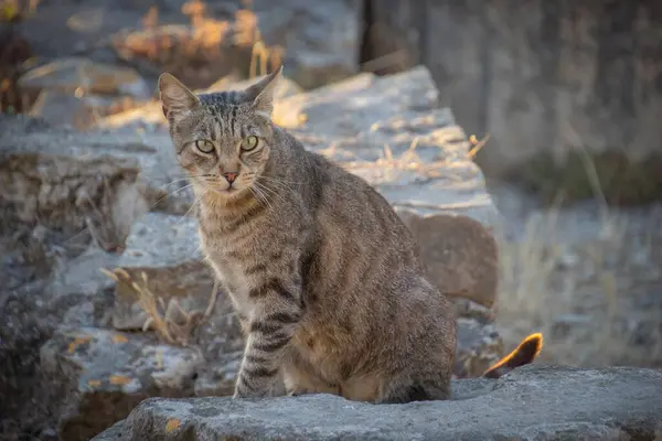 Stock image tabby cat sitting on a rock