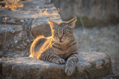 Tekir kedi yerde yatıyor.