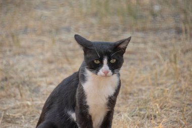 Siyah beyaz kedi oturuyor, yaklaş.