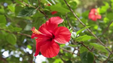 Kırmızı hibiscus çiçek, yakın