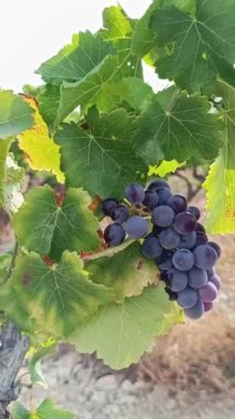 Üzümler, üzümler, yakın plan.