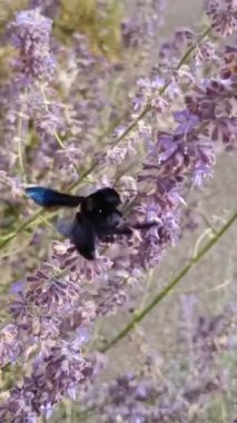 Marangoz arısı, yakın plan, mor bir çiçekte yiyecek arıyor.
