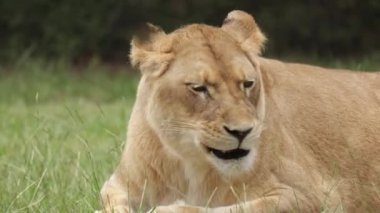 Çimenlerde yatan bir dişi aslanın portresi