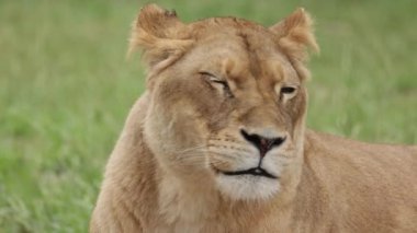 Çimenlerde yatan bir dişi aslanın portresi