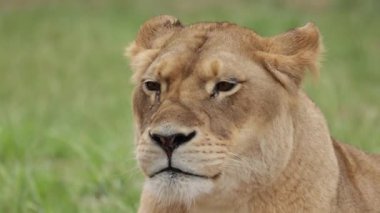 Çimenlerde yatan bir dişi aslanın portresi