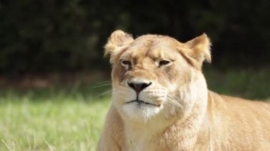 Çimenlerde yatan bir dişi aslanın portresi