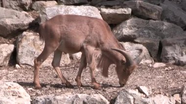 Barbar koyunlar, bir hayvan parkında yakın plan.