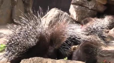 Bir hayvan parkında yemek yiyen kirpilerin yakınına.