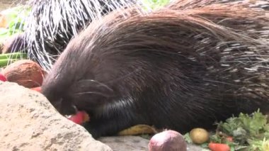 Bir hayvan parkında yemek yiyen kirpilerin yakınına.