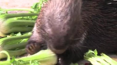 Bir hayvan parkında yemek yiyen kirpilerin yakınına.