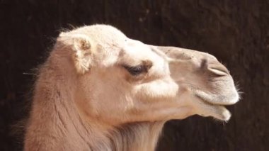 Bir dromedary portresi, yakın plan.