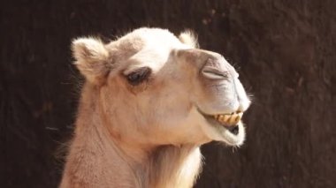 Bir dromedary portresi, yakın plan.