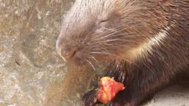 Bir hayvan parkında yemek yiyen kirpilerin yakınına.