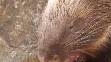 Bir hayvan parkında yemek yiyen kirpilerin yakınına.