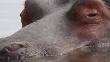 Suya batmış bir su aygırının portresi.