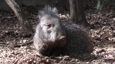 Yalancı bir göğüs kafesine yakın plan.